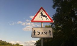 В Курске заметили дикого кабана