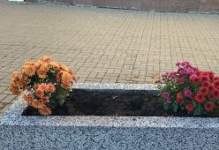 Жители Курска воруют цветы с городских клумб