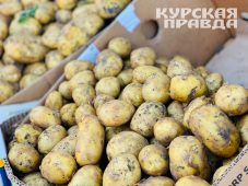 В Курской области продолжает дорожать картофель