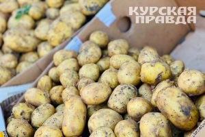 Курская область увеличила производство сельскохозяйственной продукции