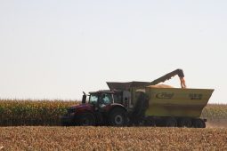 В Курской области намолотили 950 тысяч тонн кукурузы