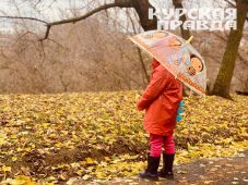 В Курской области 2 ноября ожидаются ливни и до +11 градусов