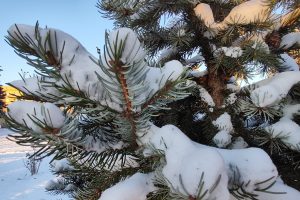 Школьники Курска два дня будут учиться на дистанте