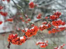 В Курской области 20 января прогнозируют снег и до -8 градусов