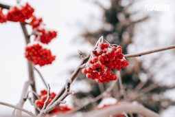 В Курской области 22 декабря ожидается до +1°C