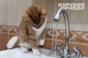 В Центральном округе Курска жильцам 50 домов подали горячую воду