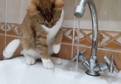 Жители двух улиц Центрального округа Курска остались без горячей воды