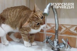 «Квадра» перенесла сроки отключения горячей воды в завокзальной части Курска