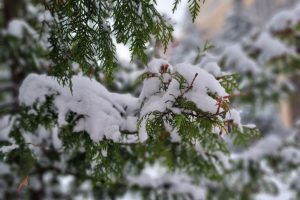 1 января в Курской области ожидается до +1°С