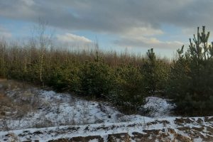 С 15 декабря куряне смогут купить новогоднее дерево на плантациях лесхозов