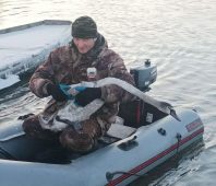  В Курской области спасли лебедя, запутавшегося в сетях