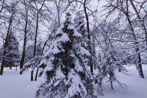 Курянам напомнили, как избежать обморожения и переохлаждения