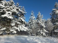 В Курской области ночью 23 февраля ожидается похолодание до -22 градусов