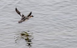 В Курской области посчитают количество водоплавающих птиц