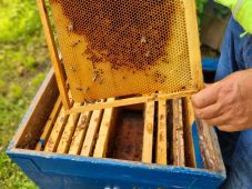 Первый кассационный суд рассмотрел жалобу курского пчеловода