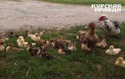 В Курской области мужчина похитил 8 индоуток