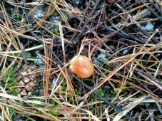 В Курской области из-за оттепели появились первые грибы