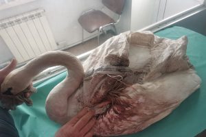 В Курской области спасли лебедя с раненым крылом