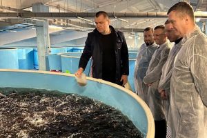 В Курской области планируют расширить производство форели
