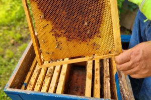 Пасечники требуют с фермера 23,5 миллиона