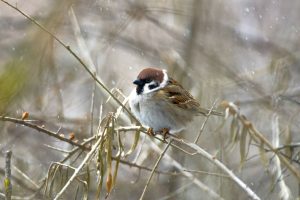 Куряне перепишут воробьёв