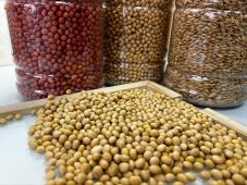 В Курской области проверяют наличие ГМО в семенах
