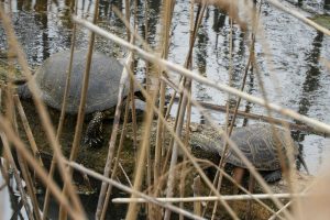 В Курске проснулись болотные черепахи