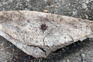 В Курской области от укусов клещей пострадали 22 человека