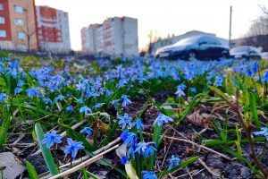 Во вторую неделю марта в Курской области прогнозируют аномальное тепло