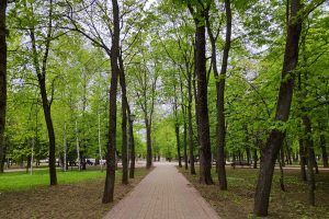 В Курске 3 мая обсудят с жителями вырубку деревьев в парке Бородино