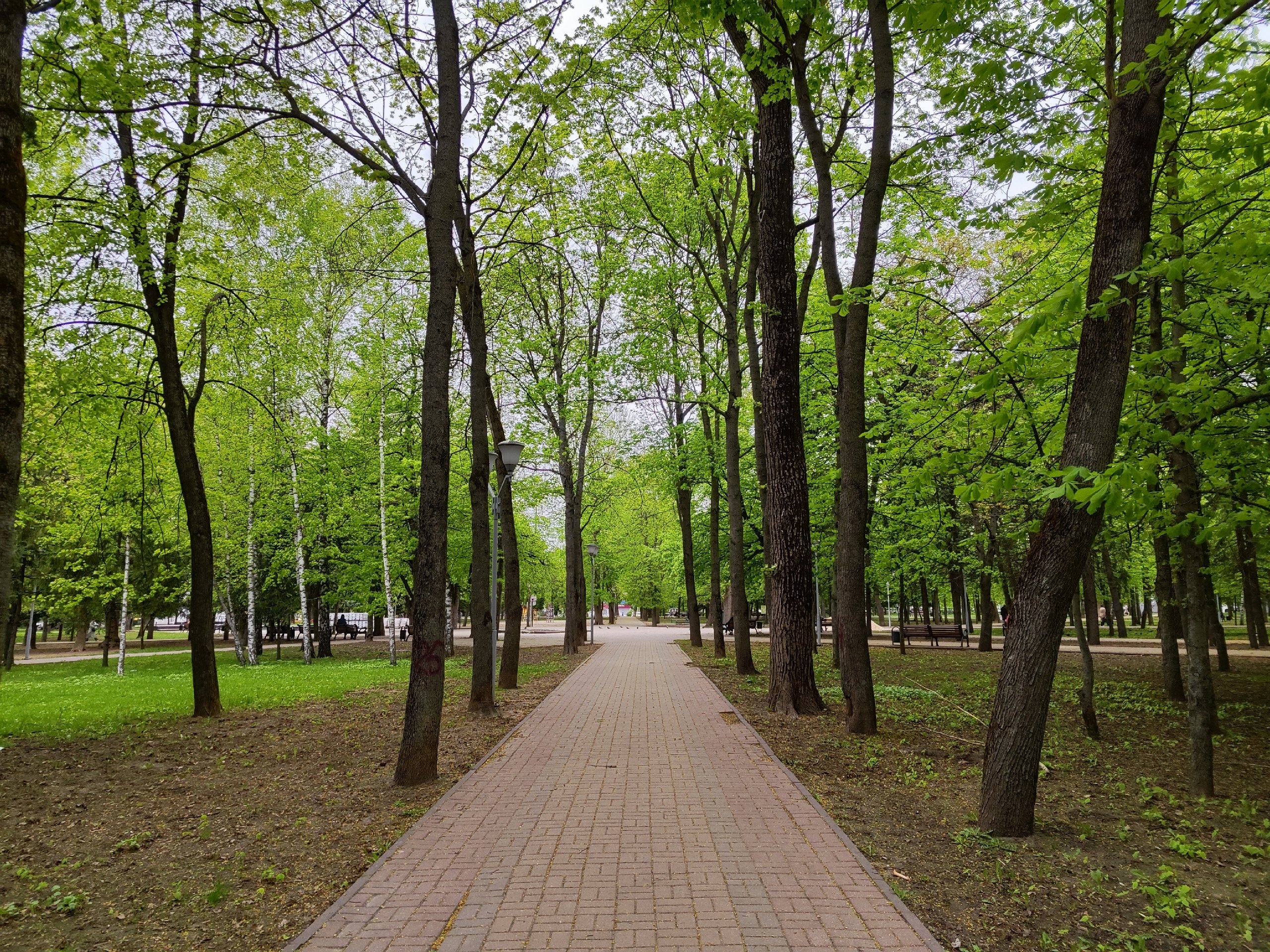 В Курске 3 мая обсудят с жителями вырубку деревьев в парке Бородино