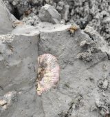 Курские палеонтологи-любители обнаружили ископаемые возрастом до 168 млн лет