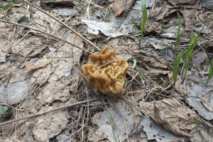В лесах появились первые грибы