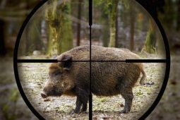 В Курской области будущих охотников будут тестировать