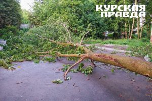 В Курске от сильного ветра упали семь деревьев