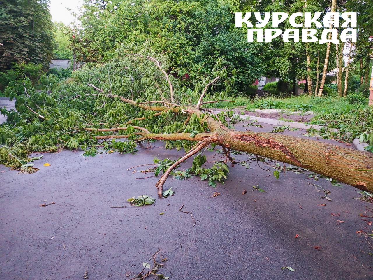 В Курске от сильного ветра упали семь деревьев