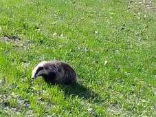 В Фатежском районе Курской области запечатлели барсука