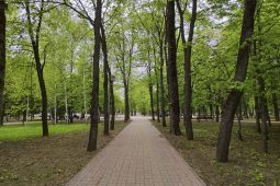 Мэр Курска прокомментировал судьбу деревьев в парке Бородино