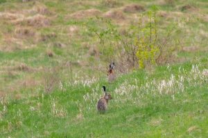 В курских лесах насчитали 8419 зайцев
