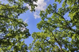 В Курской области мужчина заплатит миллион рублей за вырубку 139 тополей