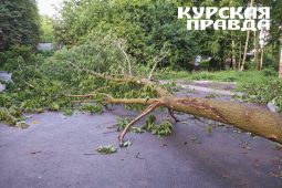 В Курске из-за бездействия «управляйки» дерево пробило кровлю дома