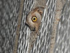 В Курске впервые заметили краснокнижную сплюшку