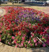 На улицах Курска высадили около 200 тысяч цветов