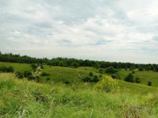 В Курской области создали памятник природы «Сидоров лес и урочище Грайворонка»