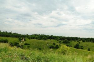В Курской области создали памятник природы «Сидоров лес и урочище Грайворонка»