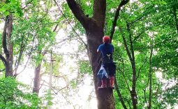 Курские спасатели сняли с дерева кота, который четыре дня не мог спуститься