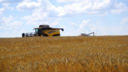 В Рыльском районе Курской области началась уборка зерновых
