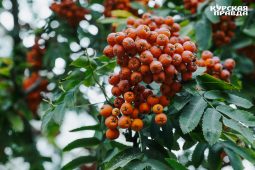 В Курской области сентябрь 2024 стал самым тёплым за всю историю