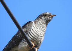 Кукушки ещё не улетели из Курской области в тёплые края