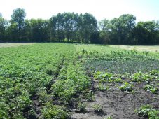 Вернувшийся в Глушковский район копать картошку курянин погиб при атаке беспилотника
